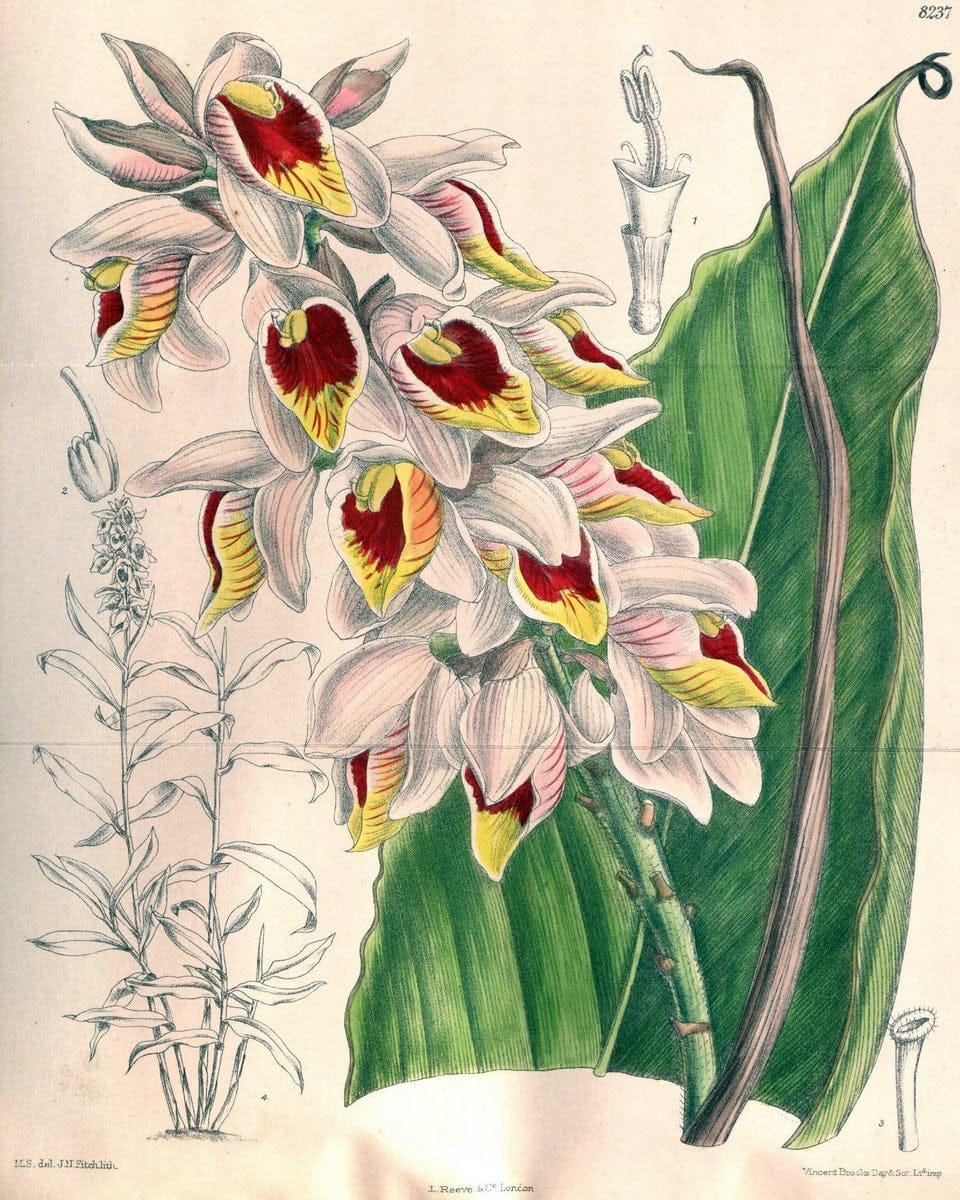 Curtis's botanical magazine. London ; New York [etc.] :Academic Press [etc.]. | "Botanical illustration" Botany Periodicals "Pictorial works" "Plants, Ornamental"  | Vintage Print Reproduction 453606