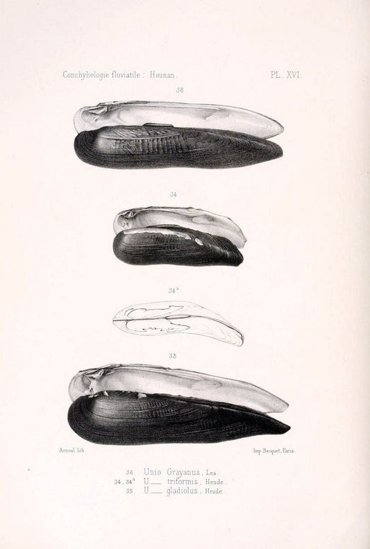 Conchyliologie fluviatile de la province de Nanking et de la Chine centrale /.Paris :Savy,[1875-1885]. | China Mollusks "Nanjing (Jiangsu Sheng)"  | Vintage Print Reproduction 453607