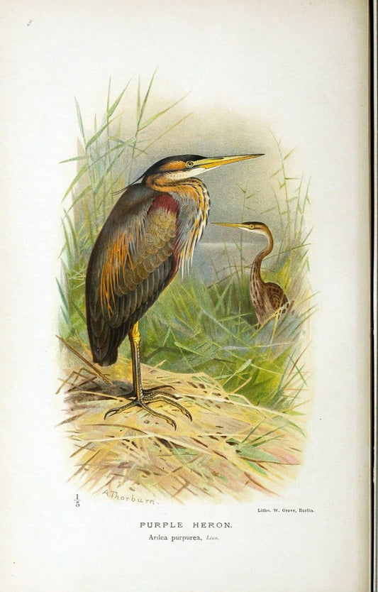 Coloured figures of the birds of the British Islands / issued by Lord Lilford. London :R | Birds "Great Britain" "Pictorial works"  | Vintage Print Reproduction 453608