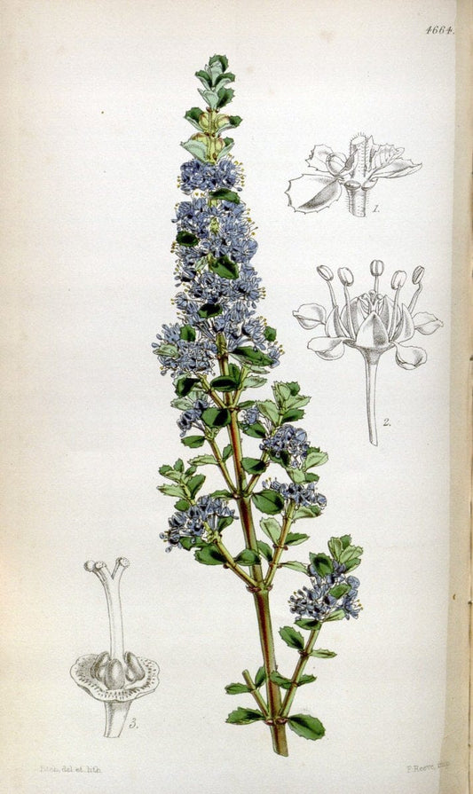 Curtis's botanical magazine. London ; New York [etc.] :Academic Press [etc.]. | "Botanical illustration" Botany Periodicals "Pictorial works" "Plants, Ornamental"  | Vintage Print Reproduction 453610