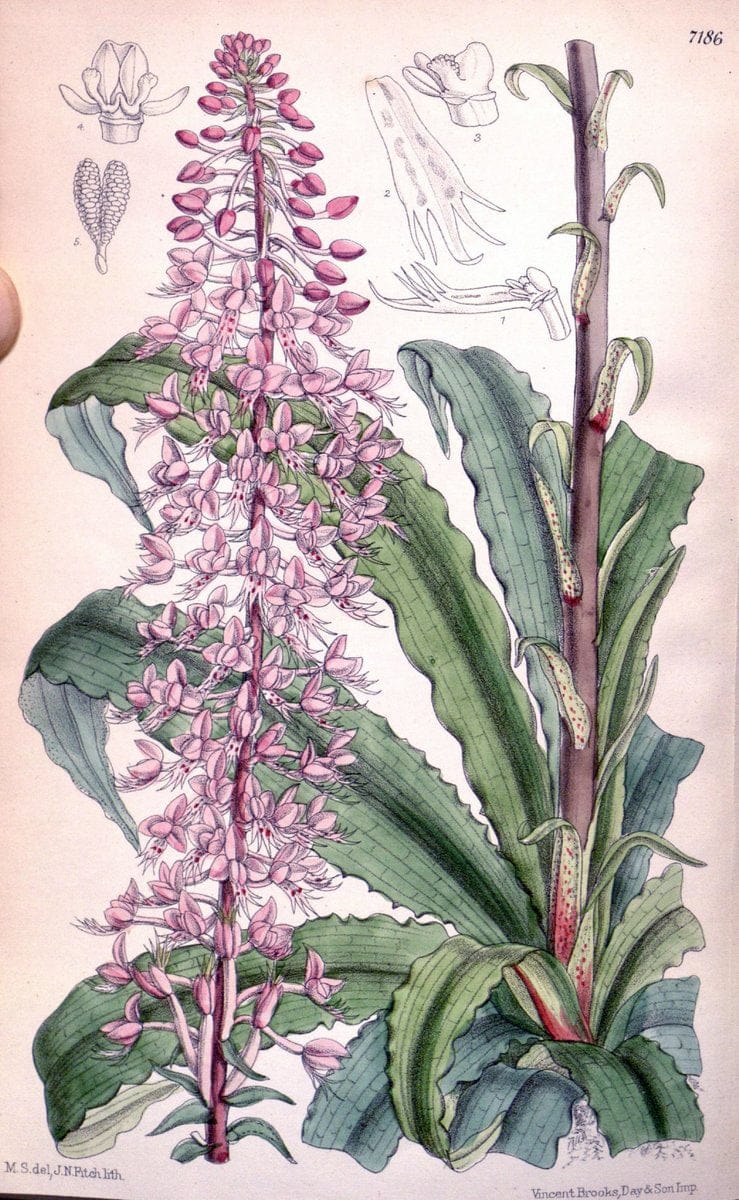 Curtis's botanical magazine. London ; New York [etc.] :Academic Press [etc.]. | "Botanical illustration" Botany Periodicals "Pictorial works" "Plants, Ornamental"  | Vintage Print Reproduction 453611