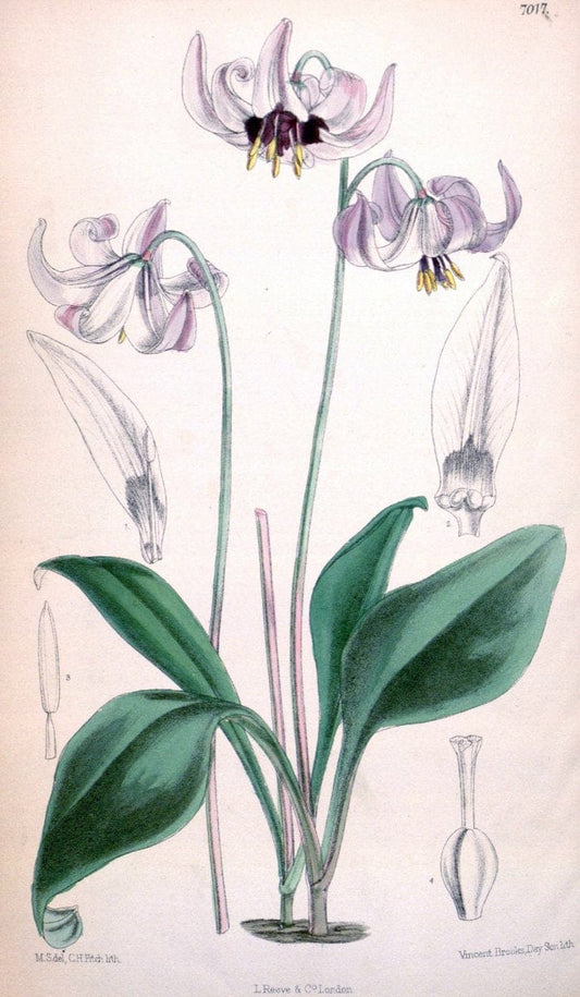 Curtis's botanical magazine. London ; New York [etc.] :Academic Press [etc.]. | "Botanical illustration" Botany Periodicals "Pictorial works" "Plants, Ornamental"  | Vintage Print Reproduction 453612