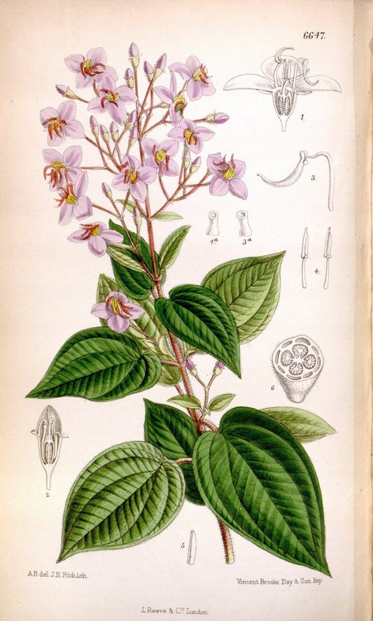 Curtis's botanical magazine. London ; New York [etc.] :Academic Press [etc.]. | "Botanical illustration" Botany Periodicals "Pictorial works" "Plants, Ornamental"  | Vintage Print Reproduction 453613