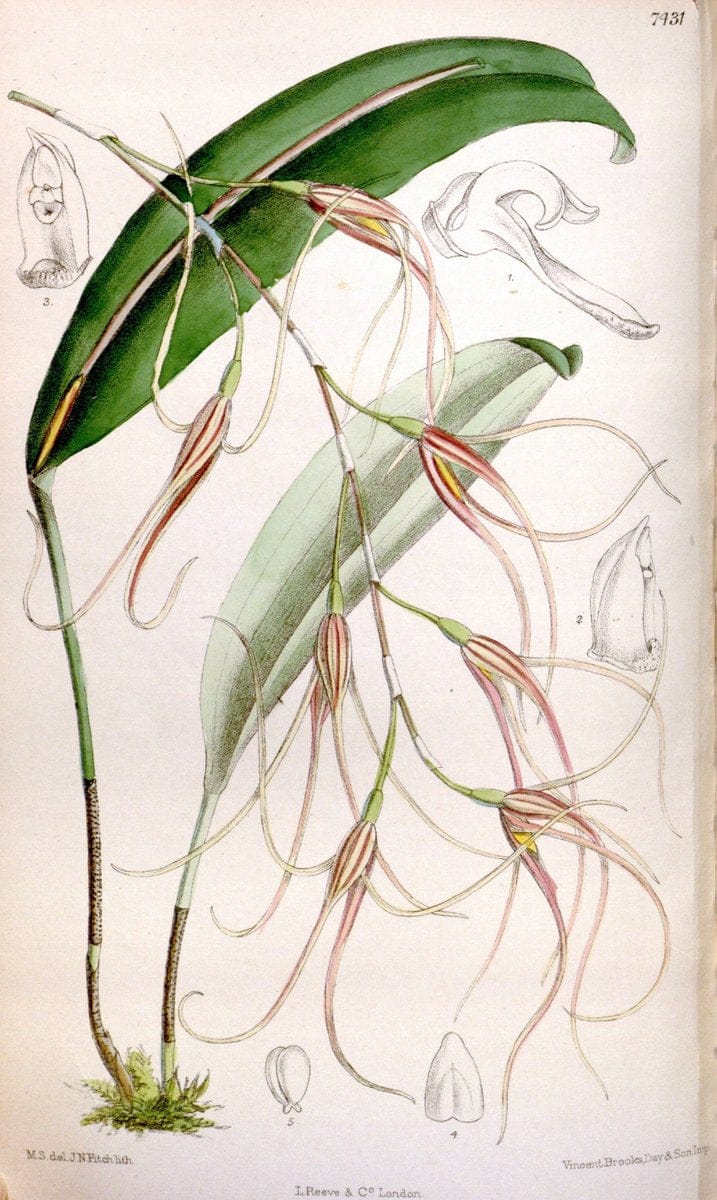 Curtis's botanical magazine. London ; New York [etc.] :Academic Press [etc.]. | "Botanical illustration" Botany Periodicals "Pictorial works" "Plants, Ornamental"  | Vintage Print Reproduction 453614