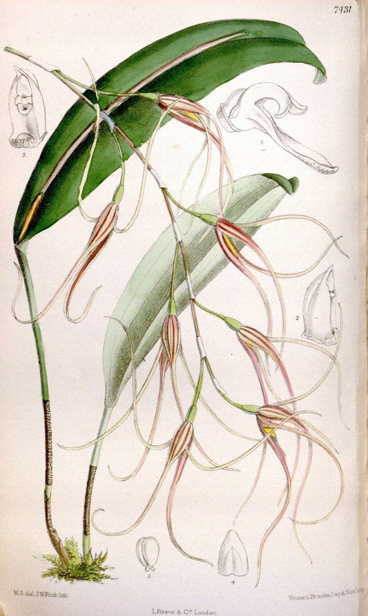 Curtis's botanical magazine. London ; New York [etc.] :Academic Press [etc.]. | "Botanical illustration" Botany Periodicals "Pictorial works" "Plants, Ornamental"  | Vintage Print Reproduction 453614