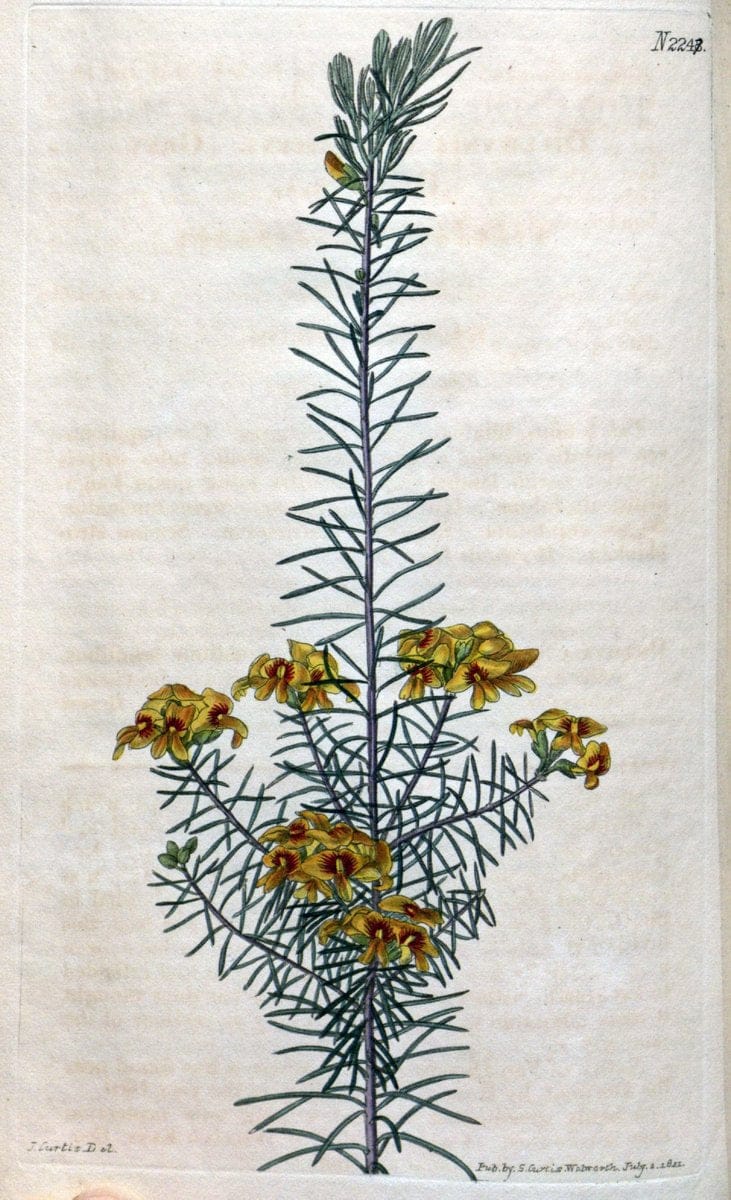 Curtis's botanical magazine. London ; New York [etc.] :Academic Press [etc.]. | "Botanical illustration" Botany Periodicals "Pictorial works" "Plants, Ornamental"  | Vintage Print Reproduction 453615