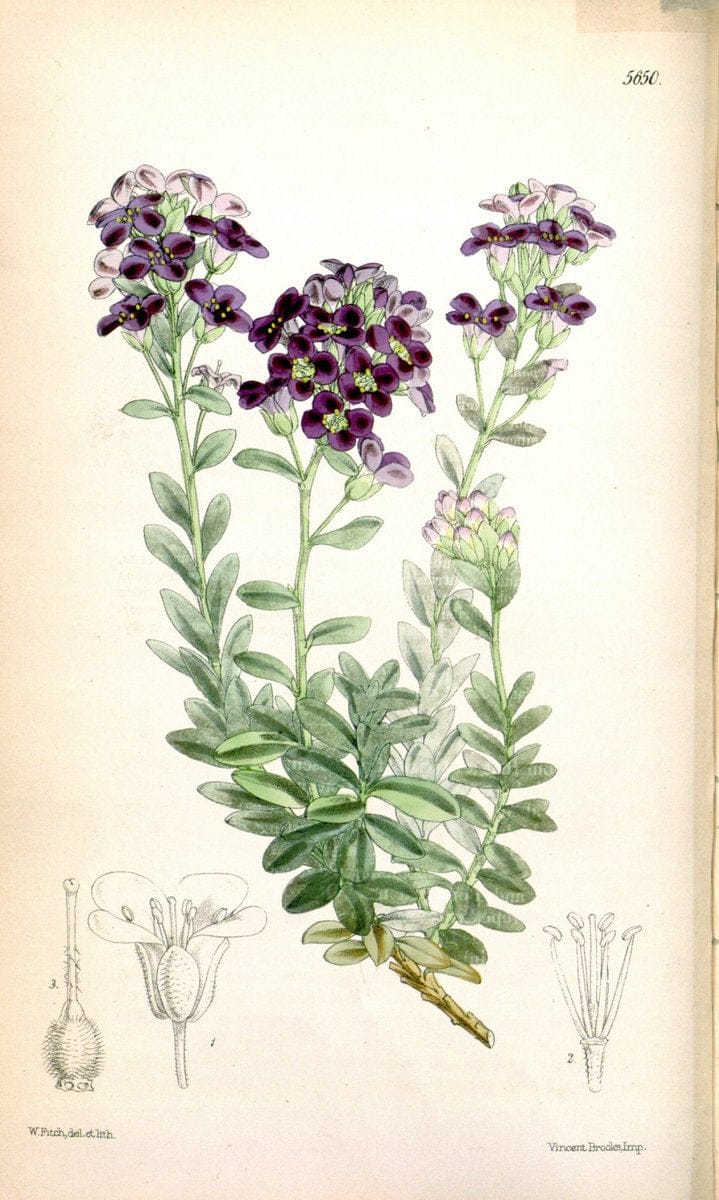 Curtis's botanical magazine. London ; New York [etc.] :Academic Press [etc.]. | "Botanical illustration" Botany Periodicals "Pictorial works" "Plants, Ornamental"  | Vintage Print Reproduction 453616