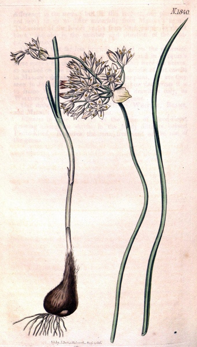 Dragable Image