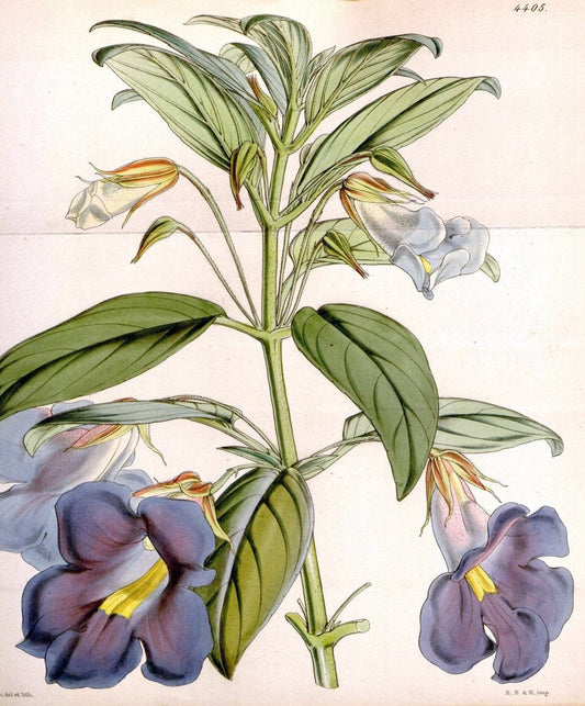 Curtis's botanical magazine. London ; New York [etc.] :Academic Press [etc.]. | "Botanical illustration" Botany Periodicals "Pictorial works" "Plants, Ornamental"  | Vintage Print Reproduction 453619