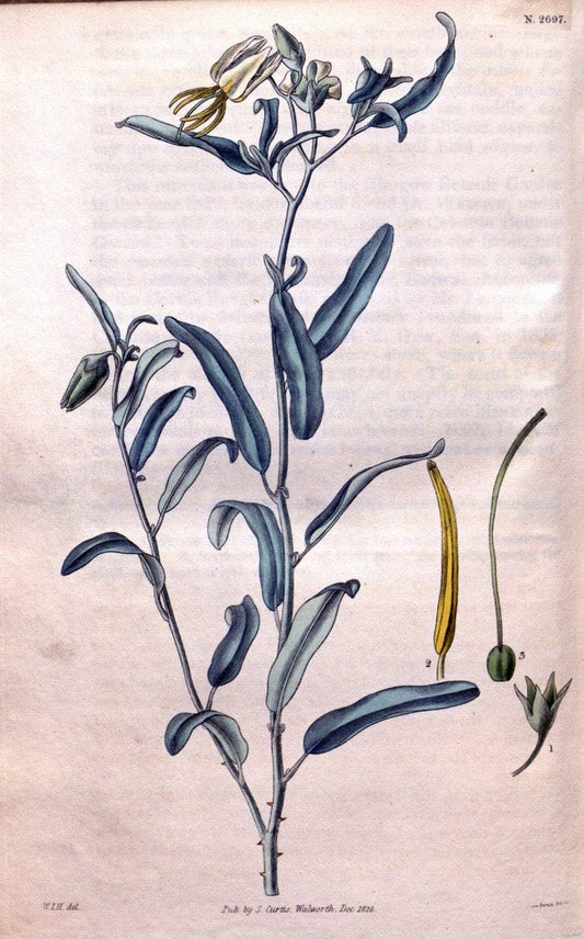 Curtis's botanical magazine. London ; New York [etc.] :Academic Press [etc.]. | "Botanical illustration" Botany Periodicals "Pictorial works" "Plants, Ornamental"  | Vintage Print Reproduction 453620