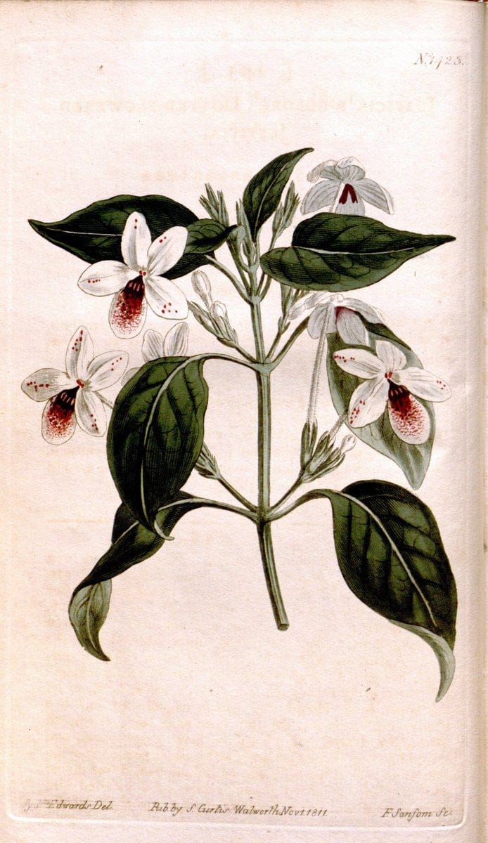 Curtis's botanical magazine..London ;New York [etc.] :Academic Press [etc.]. |  | Vintage Print Reproduction 453623