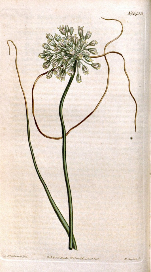 Curtis's botanical magazine..London ;New York [etc.] :Academic Press [etc.]. |  | Vintage Print Reproduction 453624