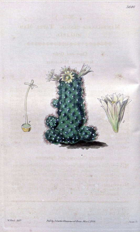 Curtis's botanical magazine..London ;New York [etc.] :Academic Press [etc.]. |  | Vintage Print Reproduction 453625