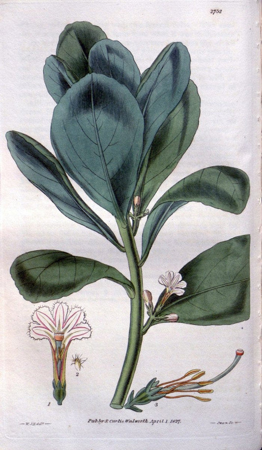 Curtis's botanical magazine..London ;New York [etc.] :Academic Press [etc.]. |  | Vintage Print Reproduction 453626