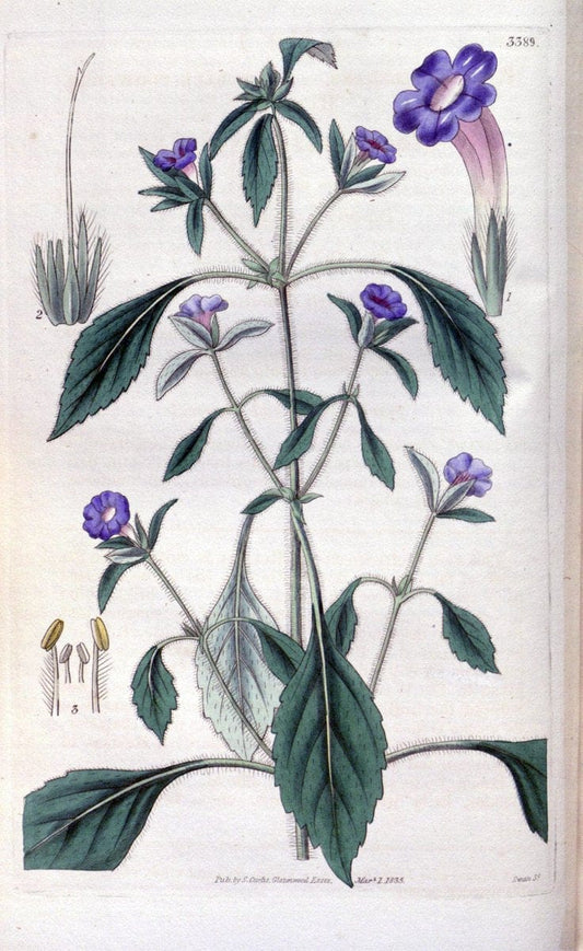 Curtis's botanical magazine. London ;New York [etc.] :Academic Press [etc.]. | Botany Periodicals "Pictorial works"  | Vintage Print Reproduction 453629