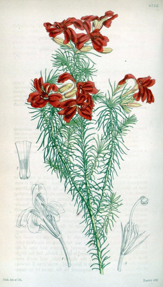 Curtis's botanical magazine. London ;New York [etc.] :Academic Press [etc.]. | Botany Periodicals "Pictorial works"  | Vintage Print Reproduction 453632