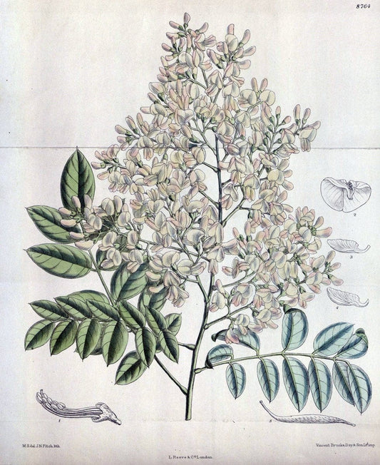 Curtis's botanical magazine. London ; New York [etc.] :Academic Press [etc.]. | "Botanical illustration" Botany Periodicals "Pictorial works" "Plants, Ornamental"  | Vintage Print Reproduction 453634