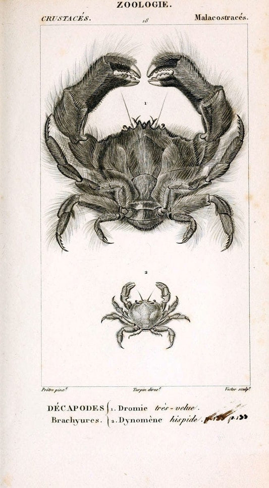 ConsidÃ©rations gÃ©nÃ©rales sur la classe des crustacÃ©s :.Paris :F.G. Levrault,1825.  | Crustacea France Zoology  | Vintage Print Reproduction 453635