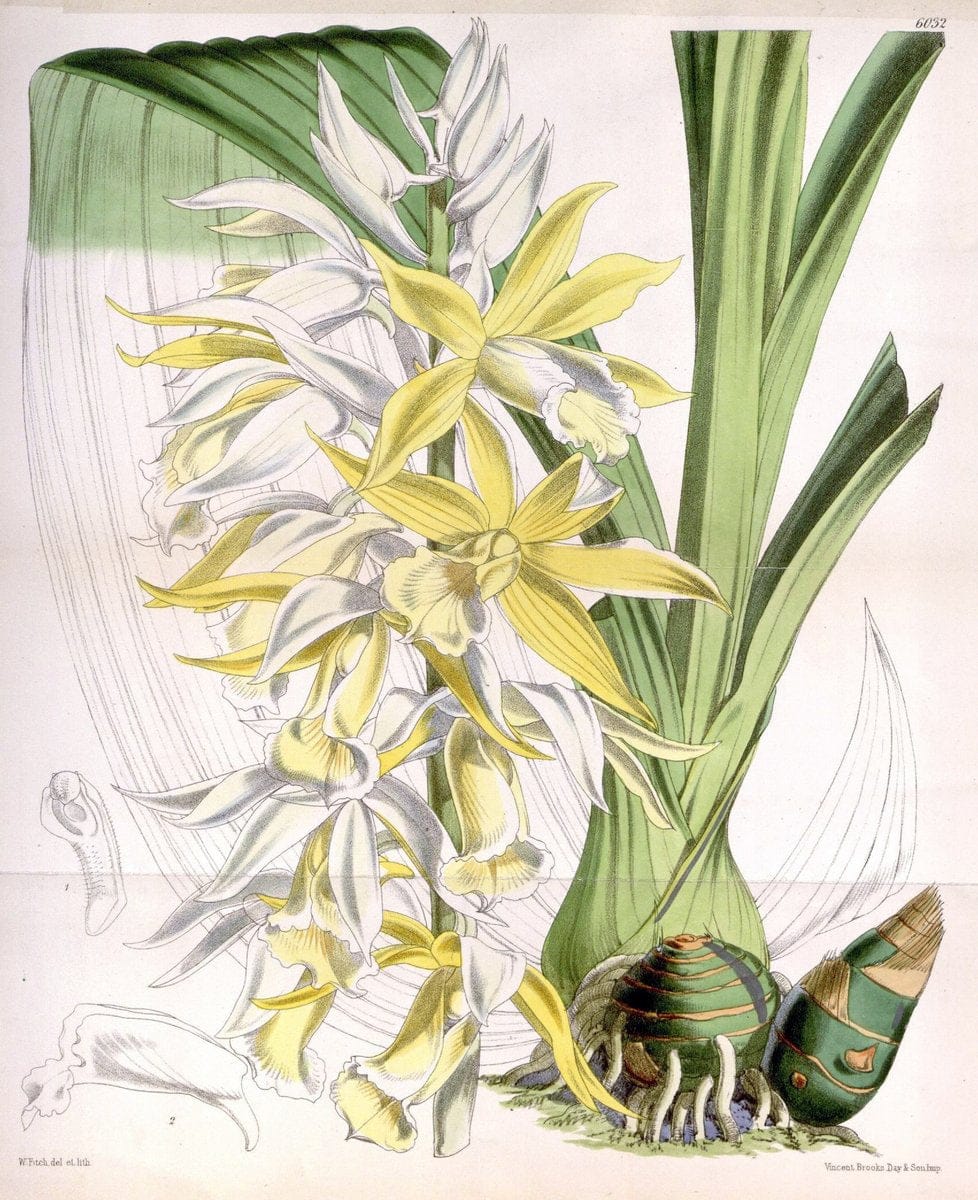 Curtis's botanical magazine. London ; New York [etc.] :Academic Press [etc.]. | "Botanical illustration" Botany Periodicals "Pictorial works" "Plants, Ornamental"  | Vintage Print Reproduction 453636