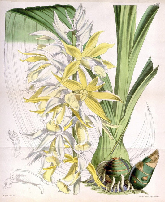 Curtis's botanical magazine. London ; New York [etc.] :Academic Press [etc.]. | "Botanical illustration" Botany Periodicals "Pictorial works" "Plants, Ornamental"  | Vintage Print Reproduction 453636
