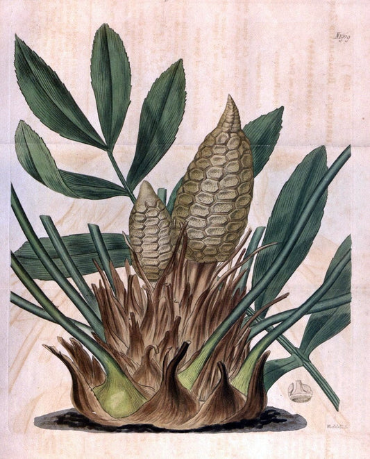 Curtis's botanical magazine. London ; New York [etc.] :Academic Press [etc.]. | "Botanical illustration" Botany Periodicals "Pictorial works" "Plants, Ornamental"  | Vintage Print Reproduction 453637
