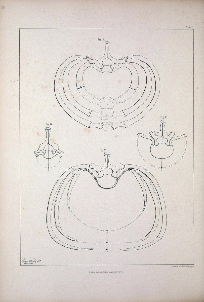 Dragable Image