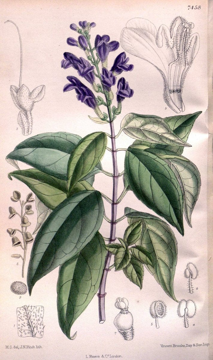 Curtis's botanical magazine. London ; New York [etc.] :Academic Press [etc.]. | "Botanical illustration" Botany Periodicals "Pictorial works" "Plants, Ornamental"  | Vintage Print Reproduction 453639