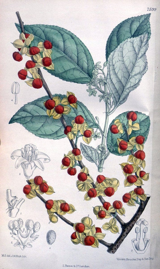 Curtis's botanical magazine. London ; New York [etc.] :Academic Press [etc.]. | "Botanical illustration" Botany Periodicals "Pictorial works" "Plants, Ornamental"  | Vintage Print Reproduction 453640