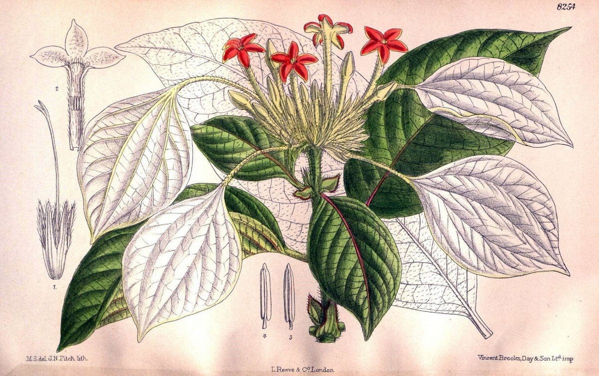 Curtis's botanical magazine. London ; New York [etc.] :Academic Press [etc.]. | "Botanical illustration" Botany Periodicals "Pictorial works" "Plants, Ornamental"  | Vintage Print Reproduction 453641