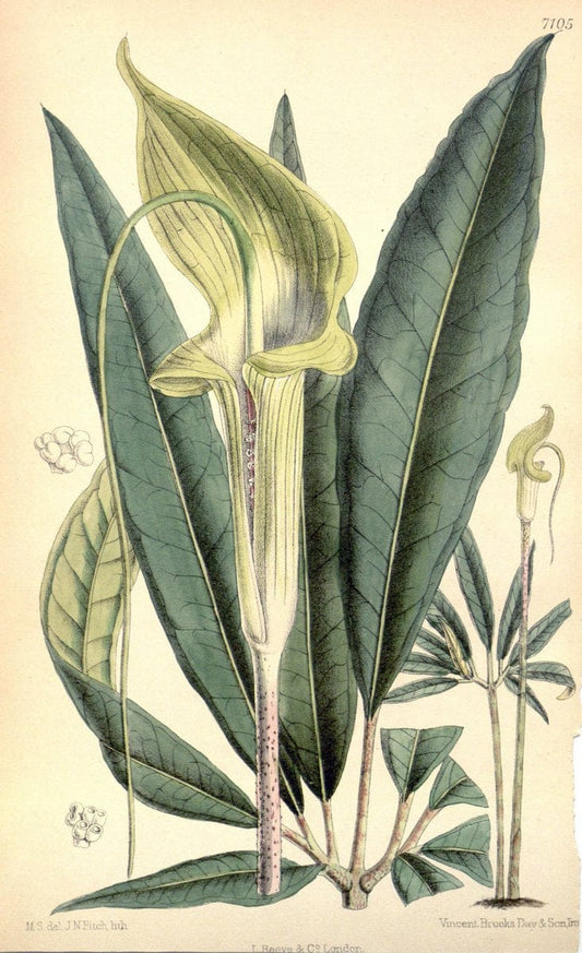Curtis's botanical magazine. London ; New York [etc.] :Academic Press [etc.]. | "Botanical illustration" Botany Periodicals "Pictorial works" "Plants, Ornamental"  | Vintage Print Reproduction 453642