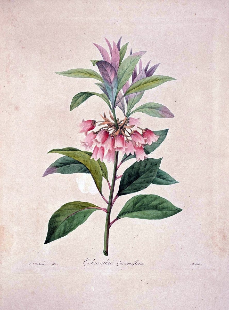 Choix des plus belles fleurs :.Paris :Ernest Panckoucke,[1833].  | 1833 Botany France Icones "Pictorial works"  | Vintage Print Reproduction 453643