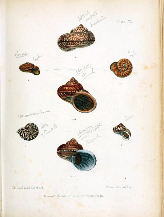 Conchologia indica,.London,1870-1876.. |  | Vintage Print Reproduction 453645