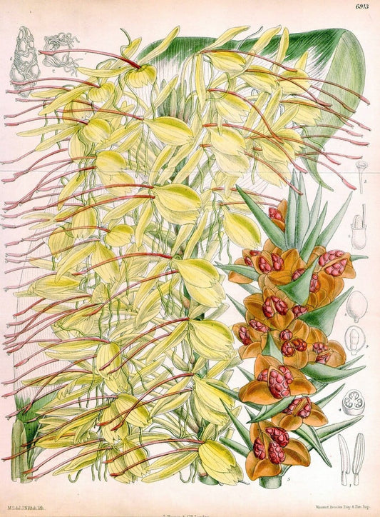 Curtis's botanical magazine. London ; New York [etc.] :Academic Press [etc.]. | "Botanical illustration" Botany Periodicals "Pictorial works" "Plants, Ornamental"  | Vintage Print Reproduction 453646