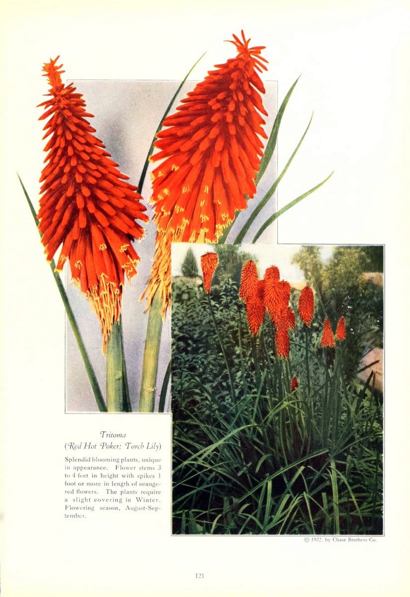 Cedar Acres gladioli /.Wenham, Mass. :B. Hammond Tracy.  | Vintage Print Reproduction 453647