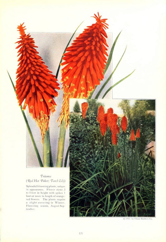 Cedar Acres gladioli /.Wenham, Mass. :B. Hammond Tracy.  | Vintage Print Reproduction 453647