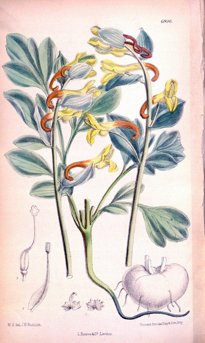 Curtis's botanical magazine. London ; New York [etc.] :Academic Press [etc.]. | "Botanical illustration" Botany Periodicals "Pictorial works" "Plants, Ornamental"  | Vintage Print Reproduction 453648