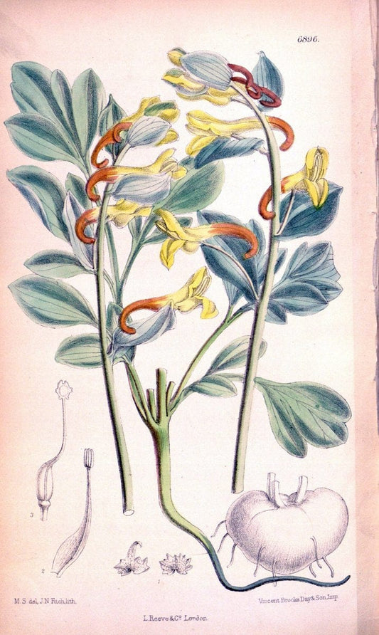 Curtis's botanical magazine. London ; New York [etc.] :Academic Press [etc.]. | "Botanical illustration" Botany Periodicals "Pictorial works" "Plants, Ornamental"  | Vintage Print Reproduction 453648