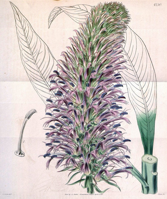 Curtis's botanical magazine. London ; New York [etc.] :Academic Press [etc.]. | "Botanical illustration" Botany Periodicals "Pictorial works" "Plants, Ornamental"  | Vintage Print Reproduction 453649