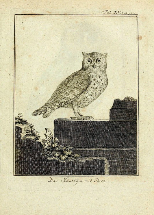 BÃ¼ffons Naturgeschichte der VÃ¶gel :.Leipzig :bey Hermann Heinrich Holle,1775-1782.. |  | Vintage Print Reproduction 453650