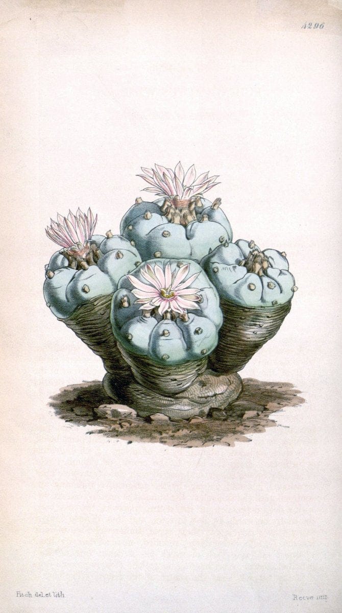 Curtis's botanical magazine. London ; New York [etc.] :Academic Press [etc.]. | "Botanical illustration" Botany Periodicals "Pictorial works" "Plants, Ornamental"  | Vintage Print Reproduction 453651