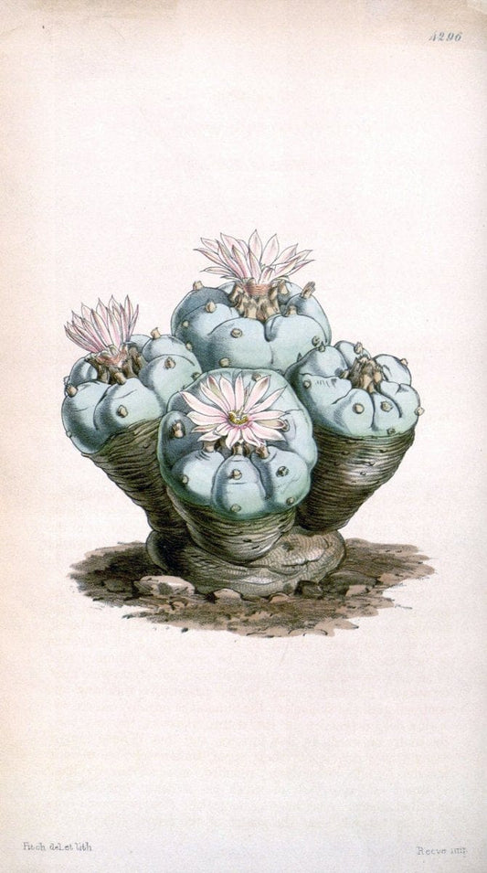 Curtis's botanical magazine. London ; New York [etc.] :Academic Press [etc.]. | "Botanical illustration" Botany Periodicals "Pictorial works" "Plants, Ornamental"  | Vintage Print Reproduction 453651