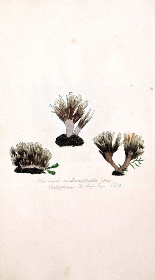 Coloured figures of English fungi or mushrooms. London,Printed by J. Davis,1797-[1809]. | England Mushrooms  | Vintage Print Reproduction 453652