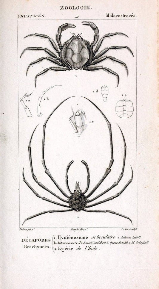 ConsidÃ©rations gÃ©nÃ©rales sur la classe des crustacÃ©s :.Paris :F.G. Levrault,1825.  | Crustacea France Zoology  | Vintage Print Reproduction 453653