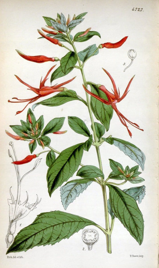Curtis's botanical magazine. London ; New York [etc.] :Academic Press [etc.]. | "Botanical illustration" Botany Periodicals "Pictorial works" "Plants, Ornamental"  | Vintage Print Reproduction 453654