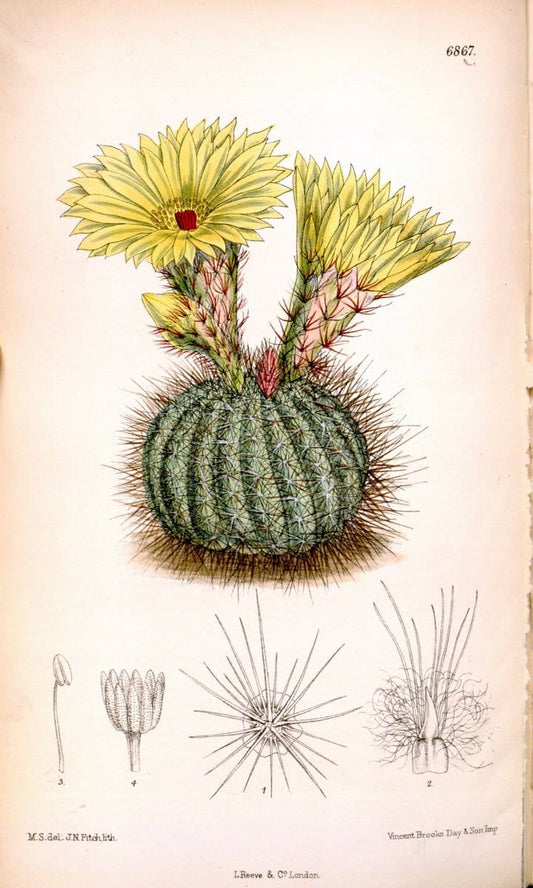 Curtis's botanical magazine. London ; New York [etc.] :Academic Press [etc.]. | "Botanical illustration" Botany Periodicals "Pictorial works" "Plants, Ornamental"  | Vintage Print Reproduction 453655