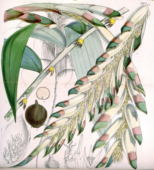 Curtis's botanical magazine. London ; New York [etc.] :Academic Press [etc.]. | "Botanical illustration" Botany Periodicals "Pictorial works" "Plants, Ornamental"  | Vintage Print Reproduction 453656