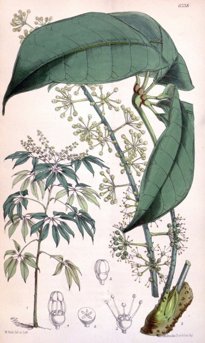 Curtis's botanical magazine. London ; New York [etc.] :Academic Press [etc.]. | "Botanical illustration" Botany Periodicals "Pictorial works" "Plants, Ornamental"  | Vintage Print Reproduction 453657
