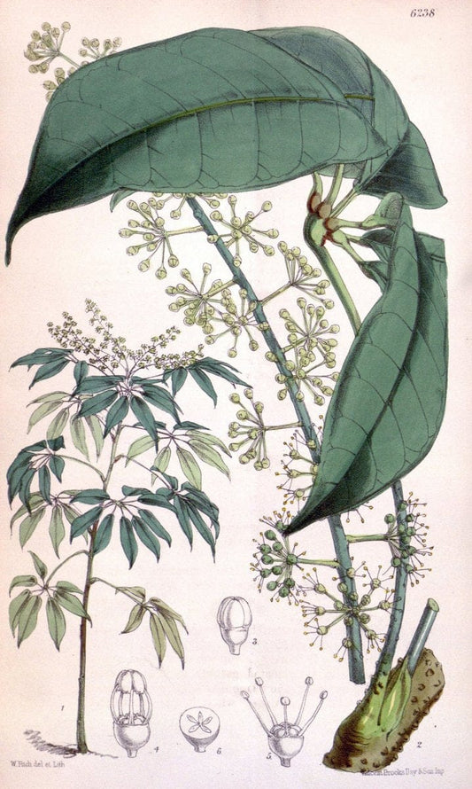 Curtis's botanical magazine. London ; New York [etc.] :Academic Press [etc.]. | "Botanical illustration" Botany Periodicals "Pictorial works" "Plants, Ornamental"  | Vintage Print Reproduction 453657