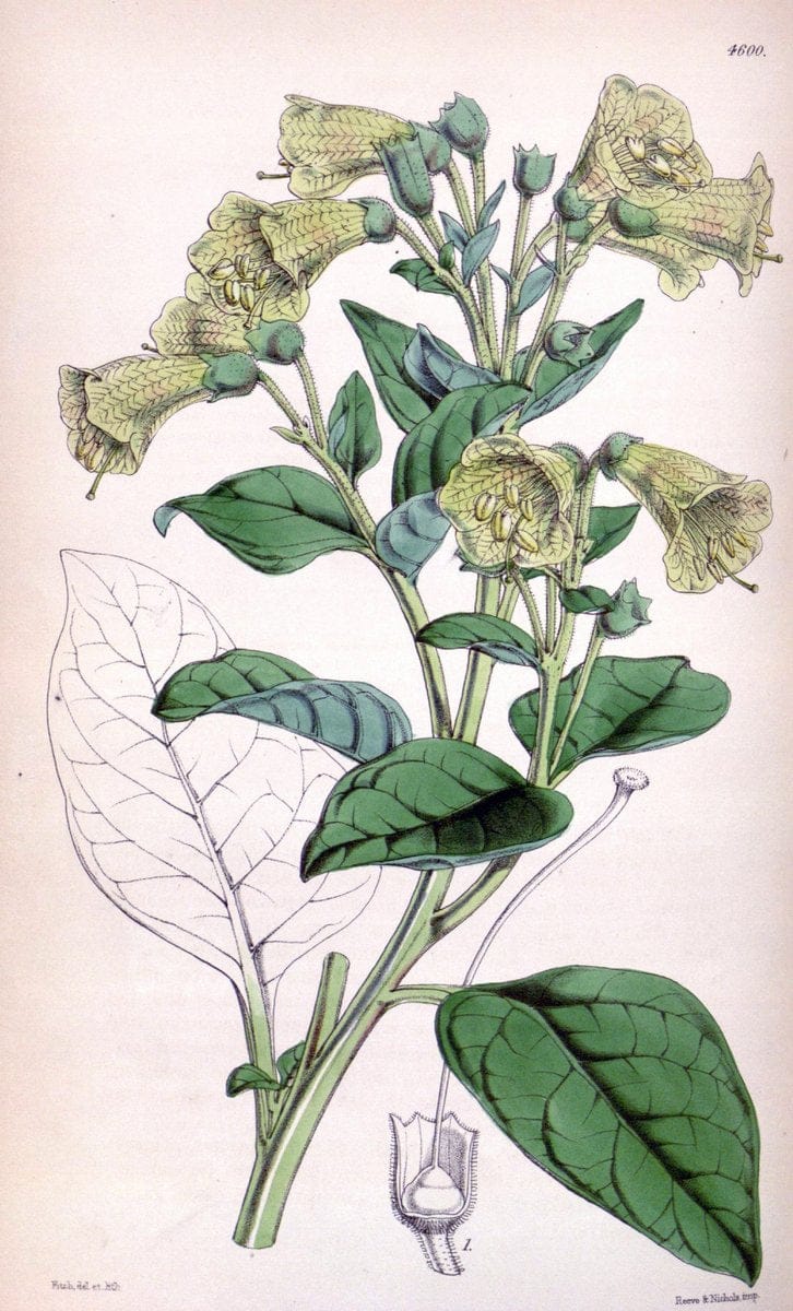 Curtis's botanical magazine. London ; New York [etc.] :Academic Press [etc.]. | "Botanical illustration" Botany Periodicals "Pictorial works" "Plants, Ornamental"  | Vintage Print Reproduction 453660