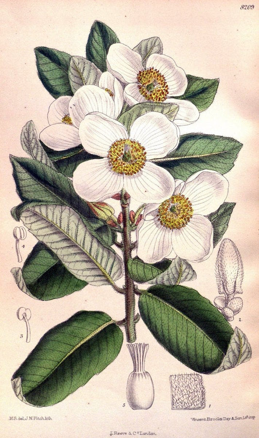 Curtis's botanical magazine. London ; New York [etc.] :Academic Press [etc.]. | "Botanical illustration" Botany Periodicals "Pictorial works" "Plants, Ornamental"  | Vintage Print Reproduction 453661